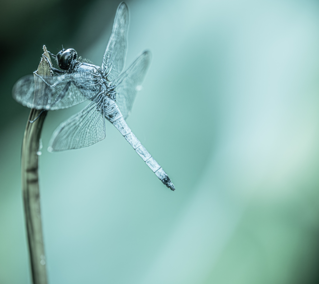 蓮池塩辛蜻蛉