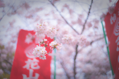 近所桜