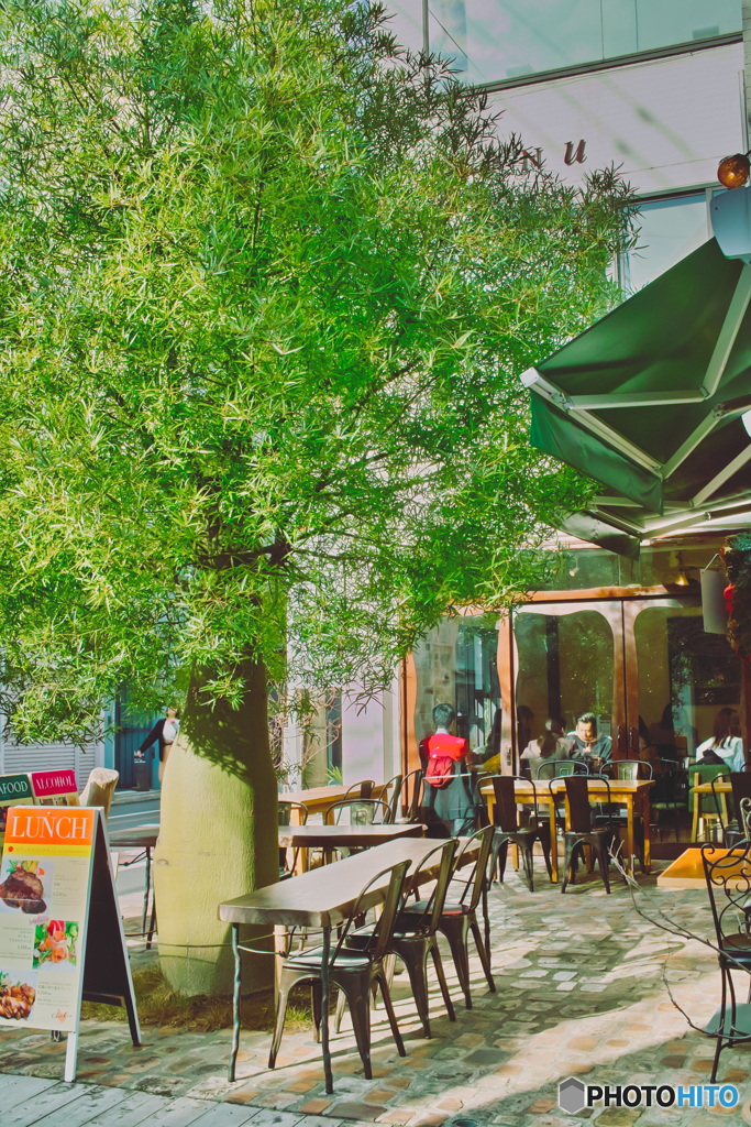 気になる木のあるお店