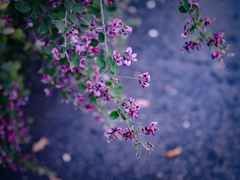 道端に咲く萩の花
