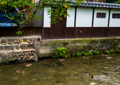 鴨に餌やるんが日課どす