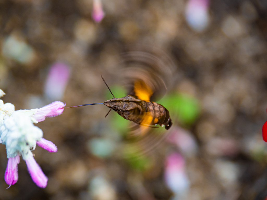 ホウジャクさんのホバリング