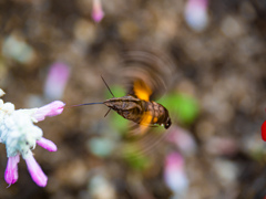 ホウジャクさんのホバリング