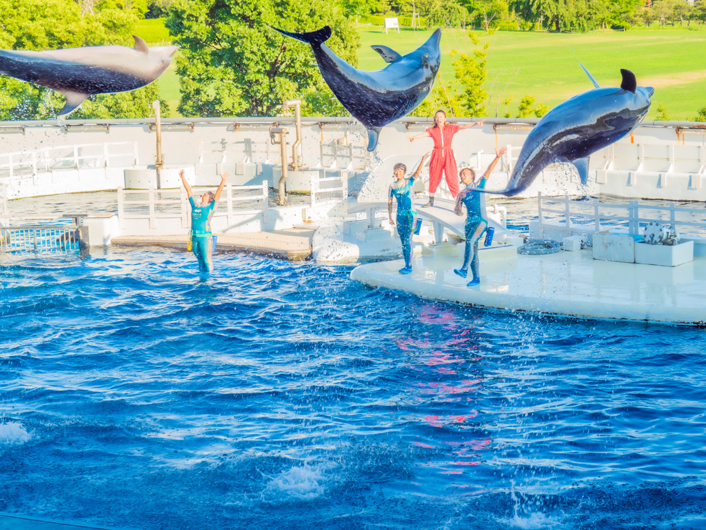 イルカかしこい