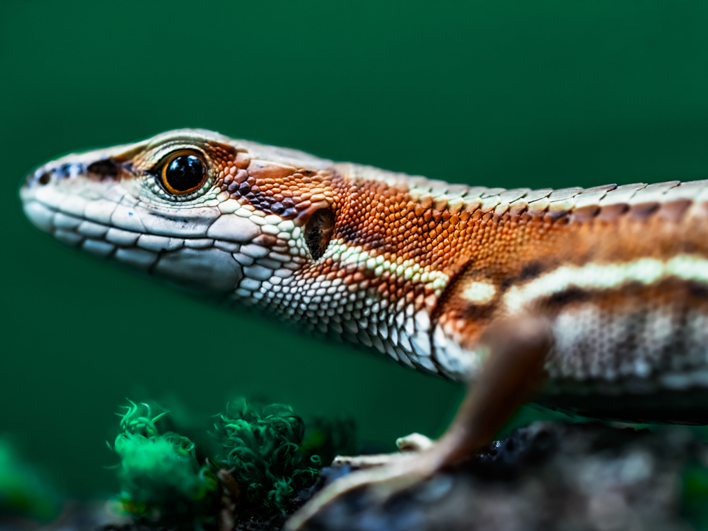 愛しのトカちゃん