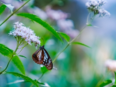 マーキング調査の個体