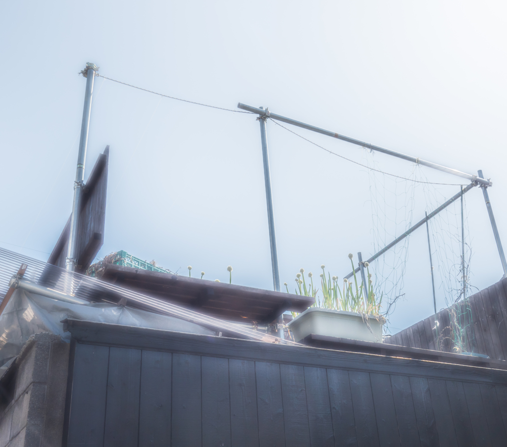 ベランダに葱坊主