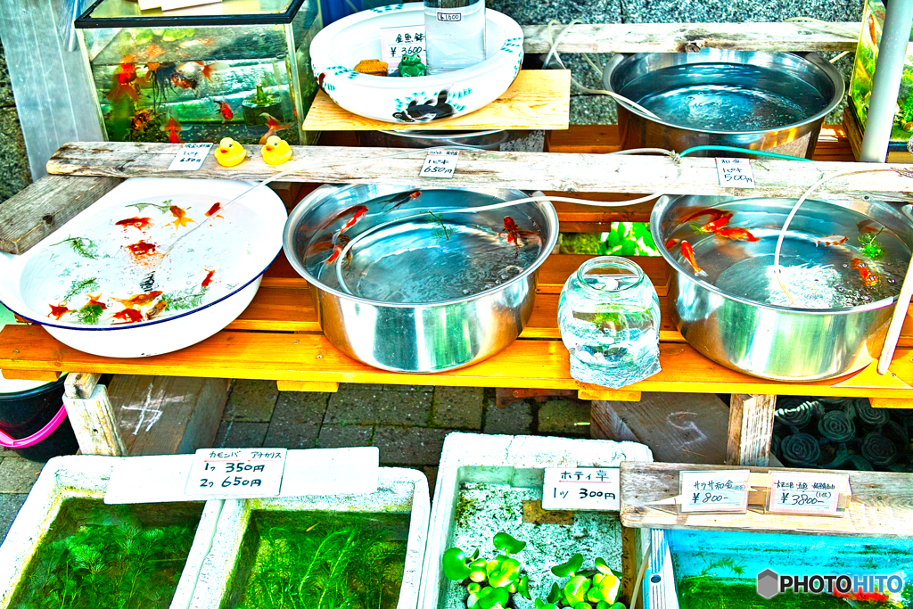 金魚売ってた