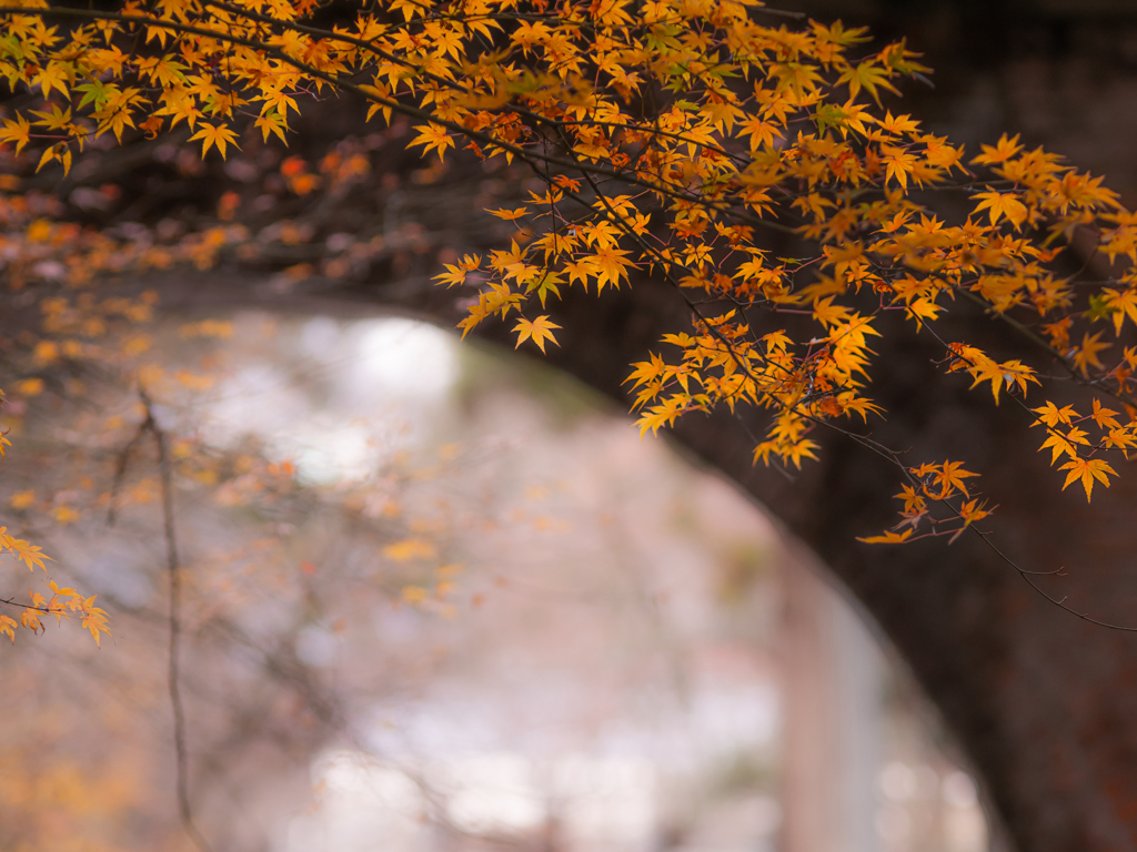水路閣の紅葉