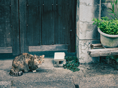 野良猫はいずれ居なくなるかもね