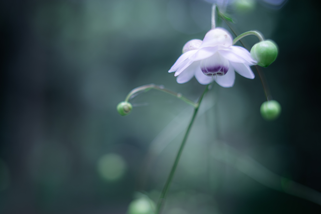 ひとつだけ咲いていた