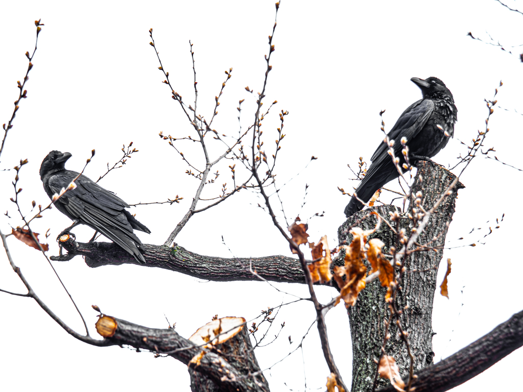カラスもけっこうカッコイイ　其の二