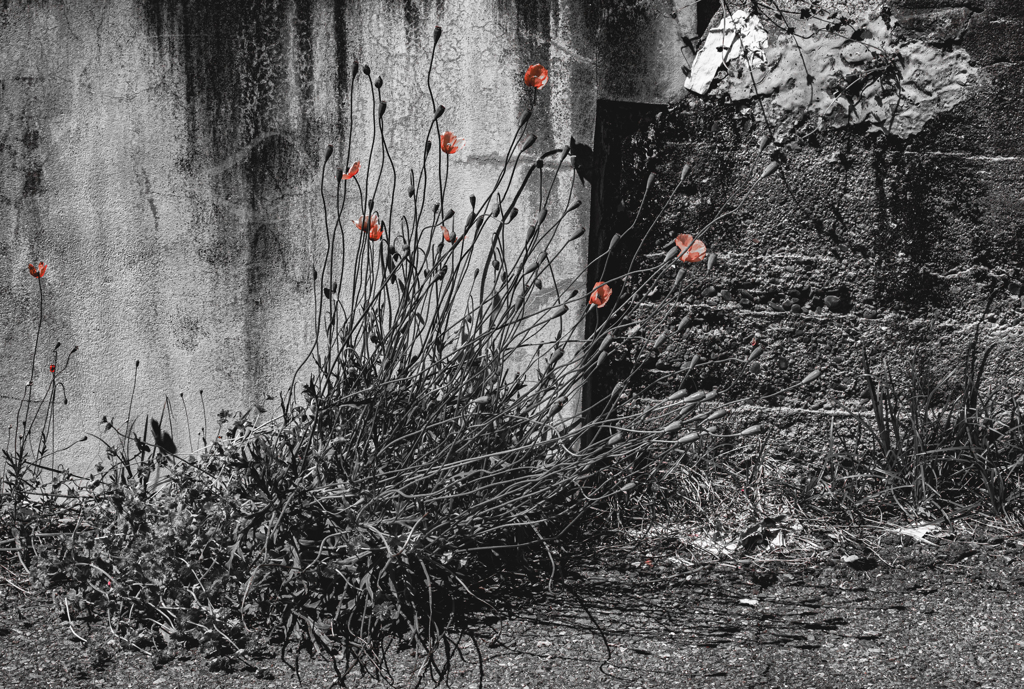 強く生きて　強く咲く