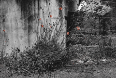 強く生きて　強く咲く