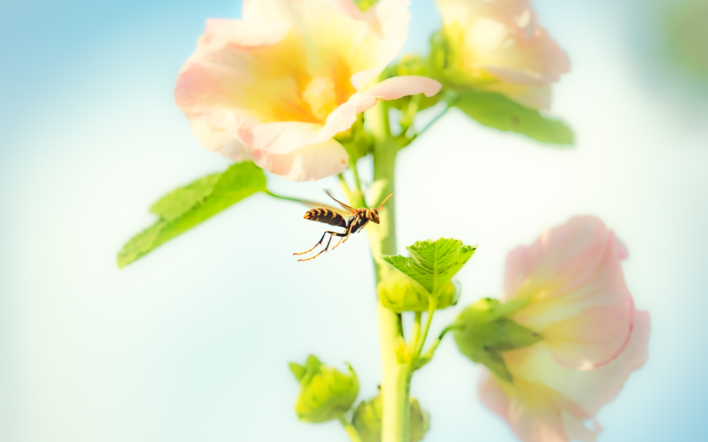 アシナガバチがブ～ン