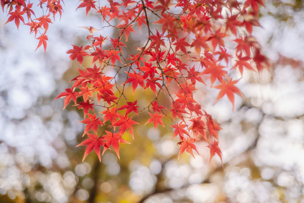 真如堂の紅葉 2