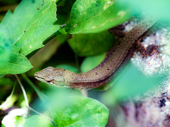 トカゲがガサゴソ