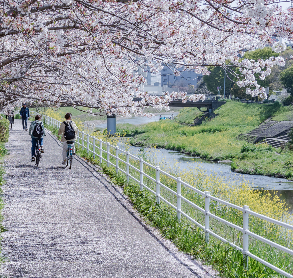 春だけ綺麗な道