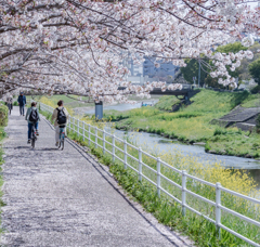 春だけ綺麗な道