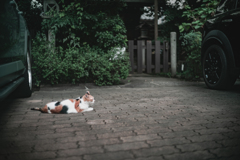 神社に三毛猫