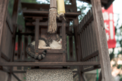 猫神様を起こしたら怒られた