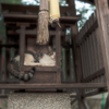 猫神様を起こしたら怒られた