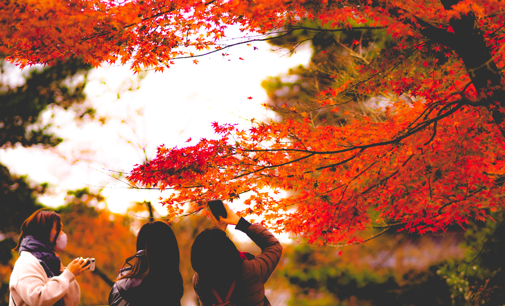 京都紅葉三人旅