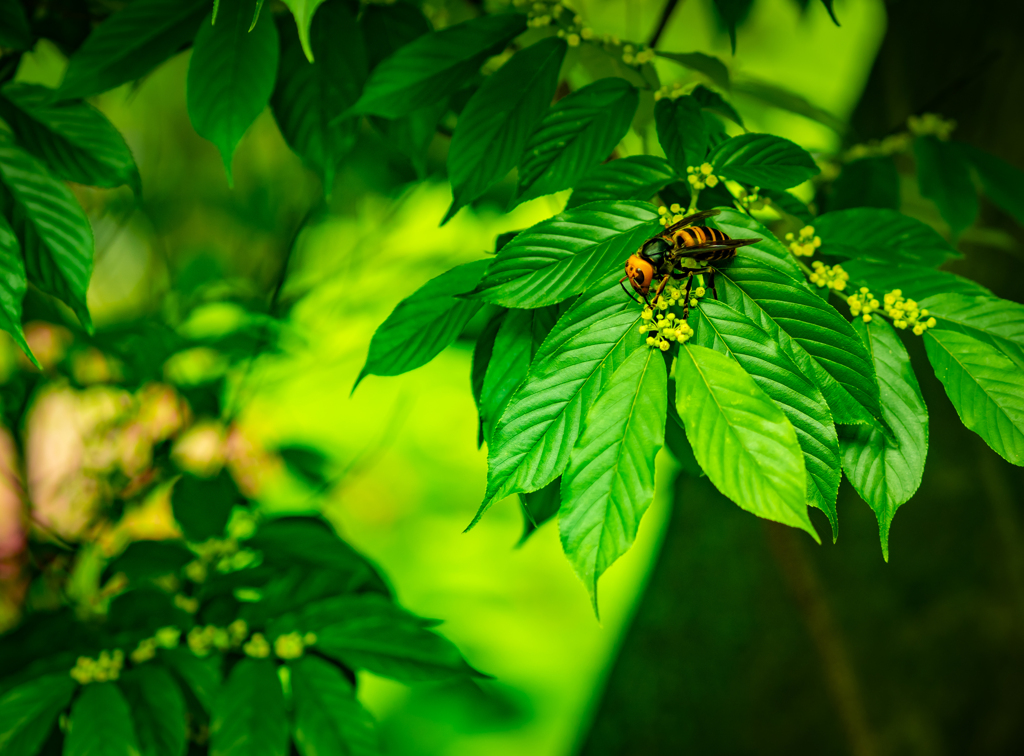 怖いけど撮りたくなっちゃうオオスズメバチ