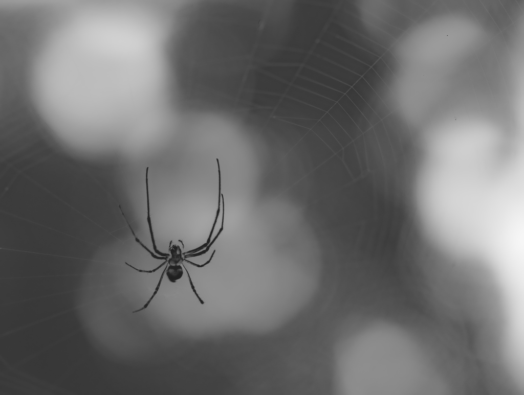 モノクロクモノス