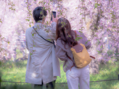 枝垂れカップル