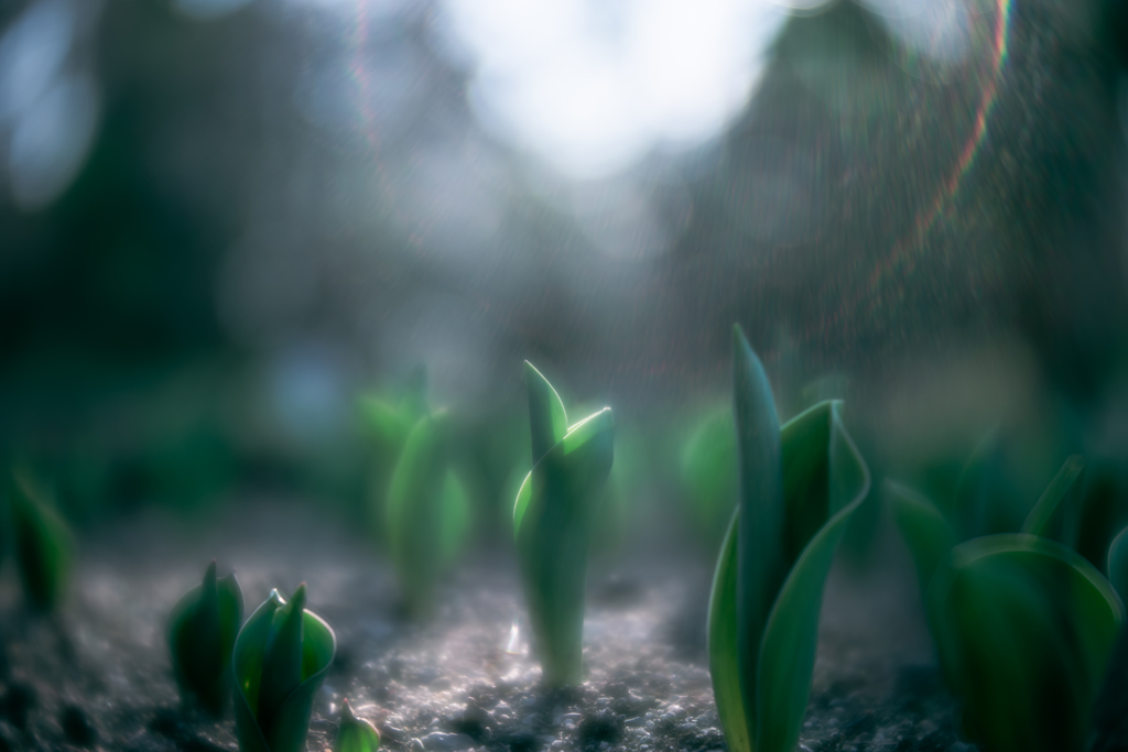 無数に植えられたチューリップの苗々