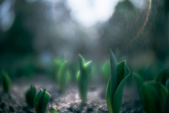 無数に植えられたチューリップの苗々