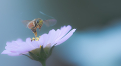 花の精　或いは蜜蜂