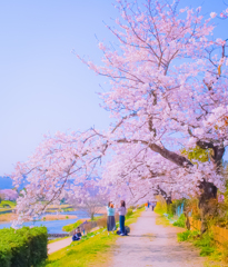 桜ポートレート 桜ポートレート