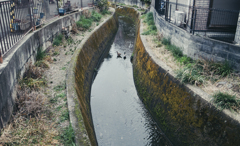 水路の鴨々