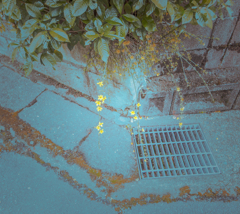 Maybe yellow flowers