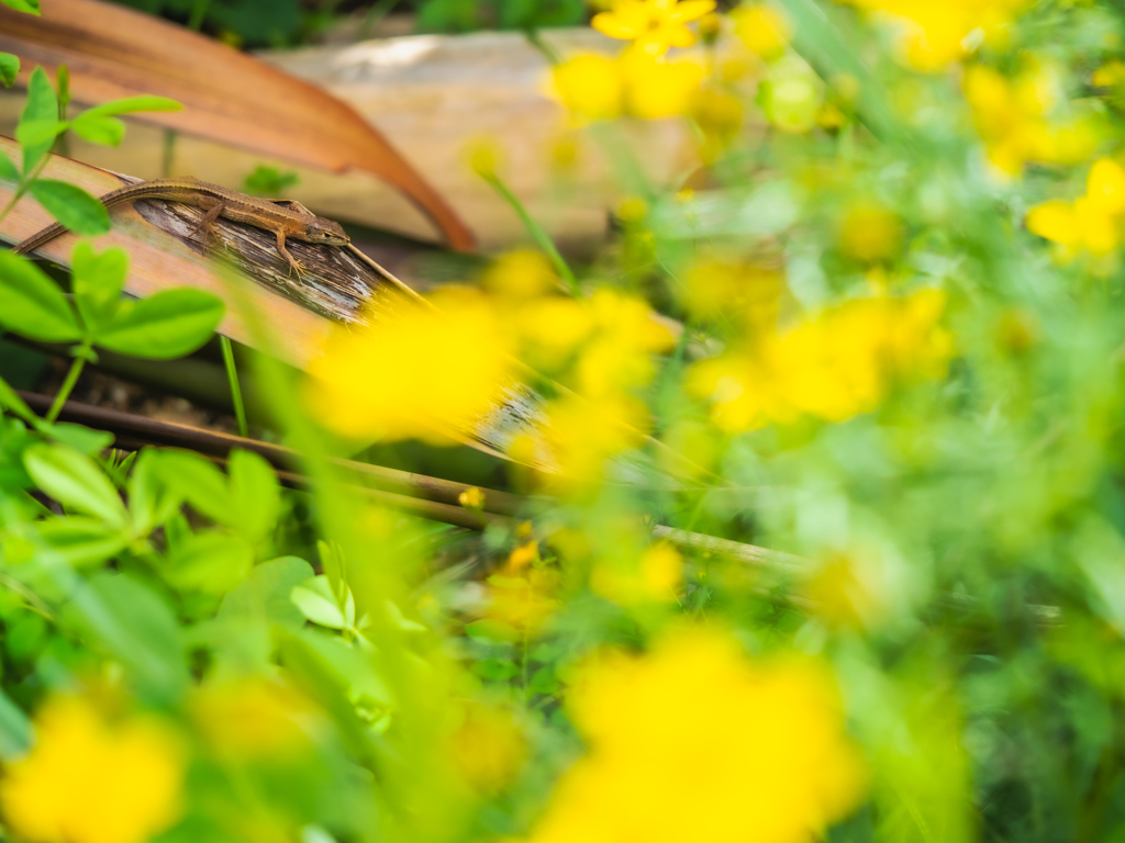花壇の奥にトカちゃん