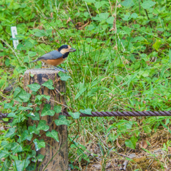 木の実くわえて