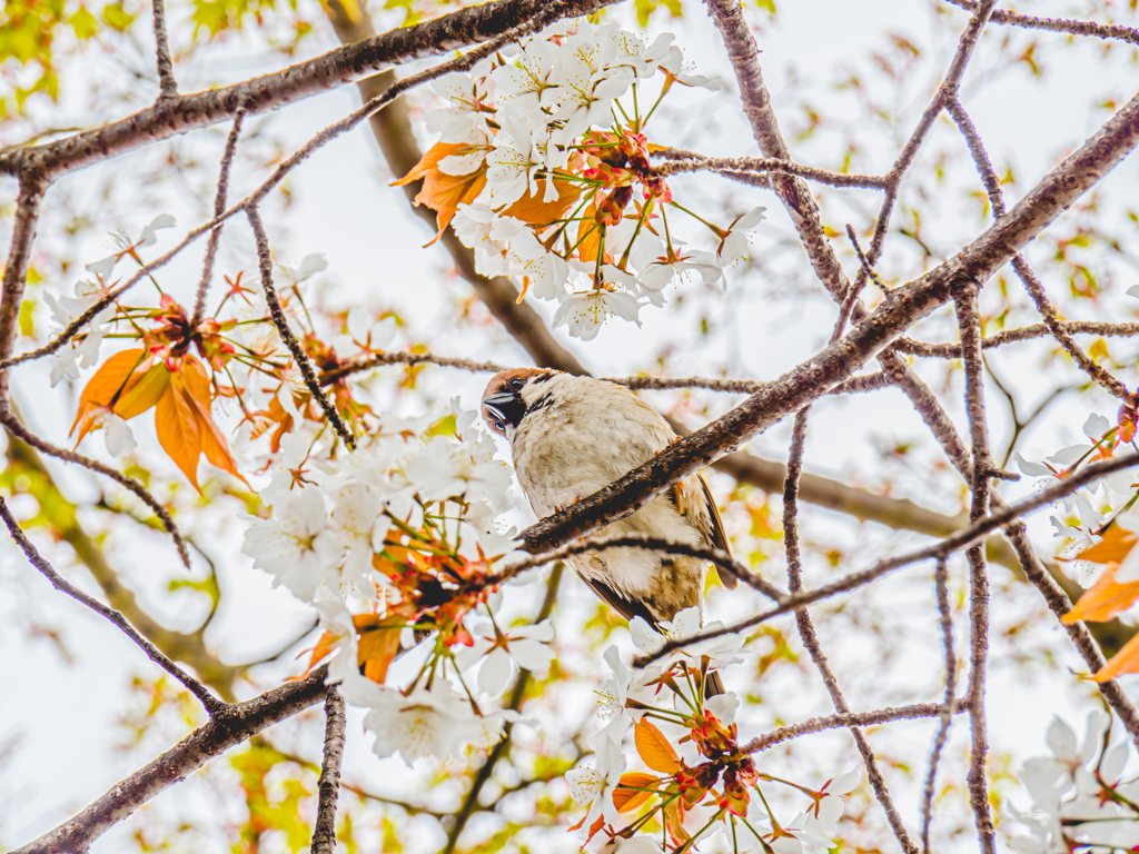 桜雀