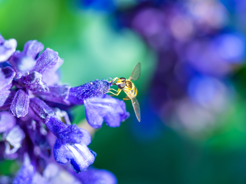 青い花にアブさん