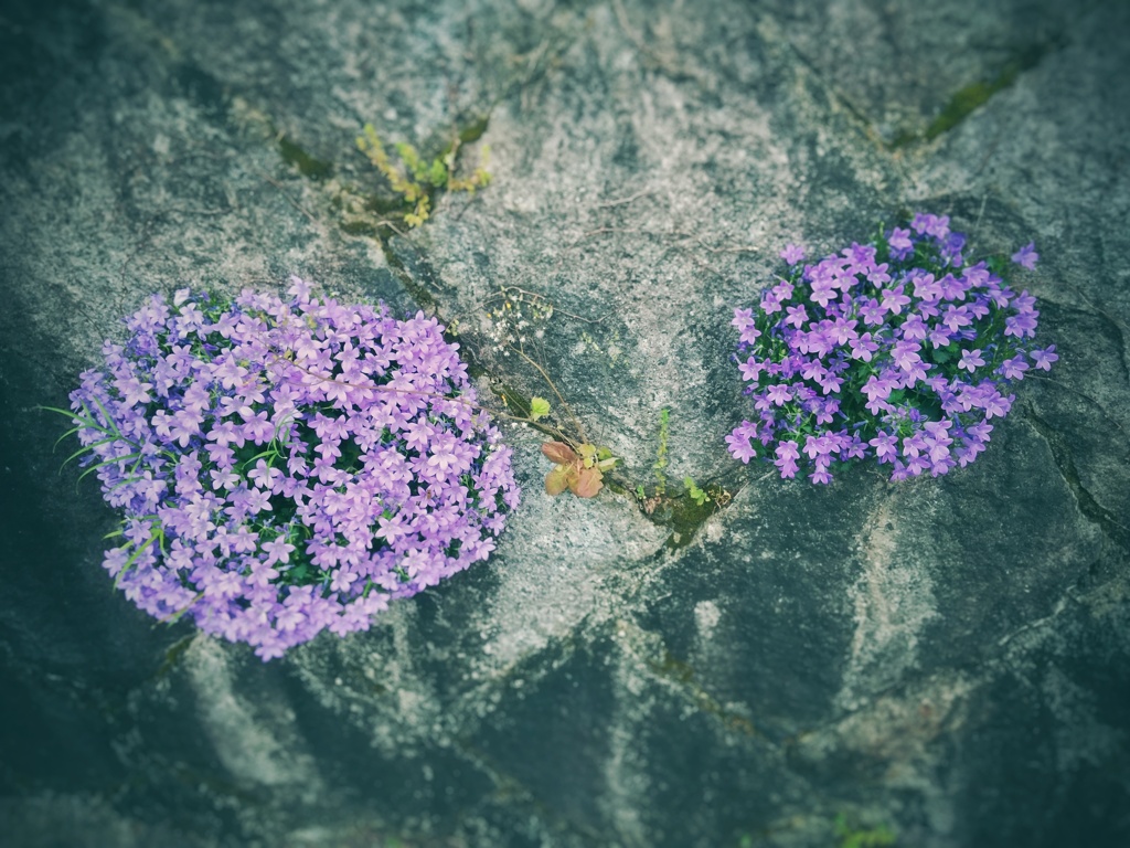 石垣咲く花