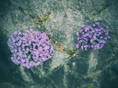 石垣咲く花