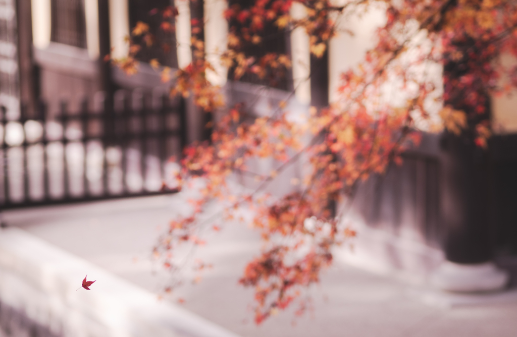 一枚の葉っぱにフォーカス