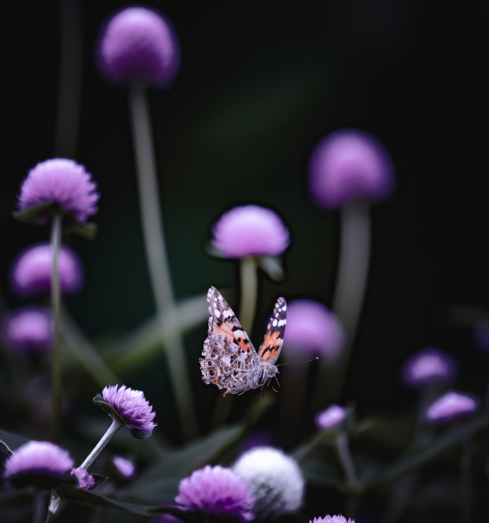 花壇にヒメアカタテハ舞う Ⅱ