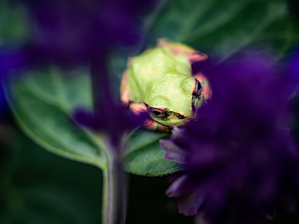 葉っぱの上のカエルさん