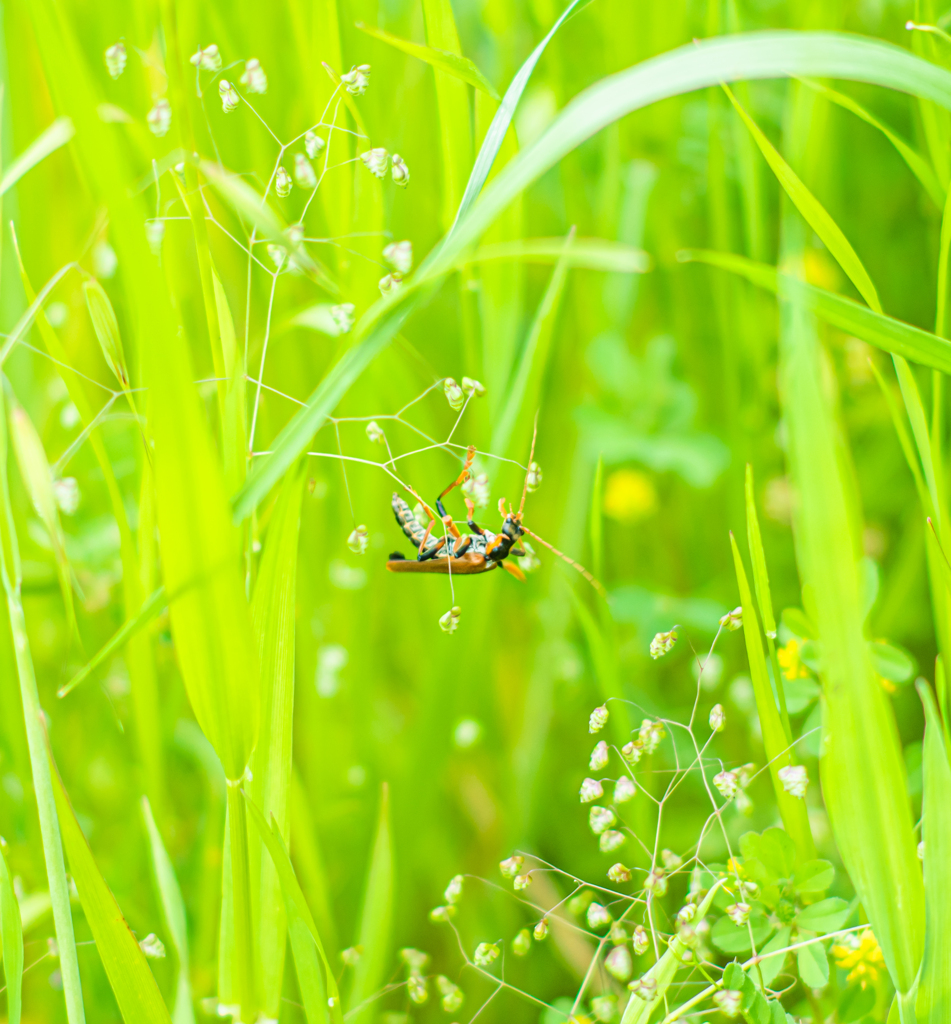 かわいくない虫