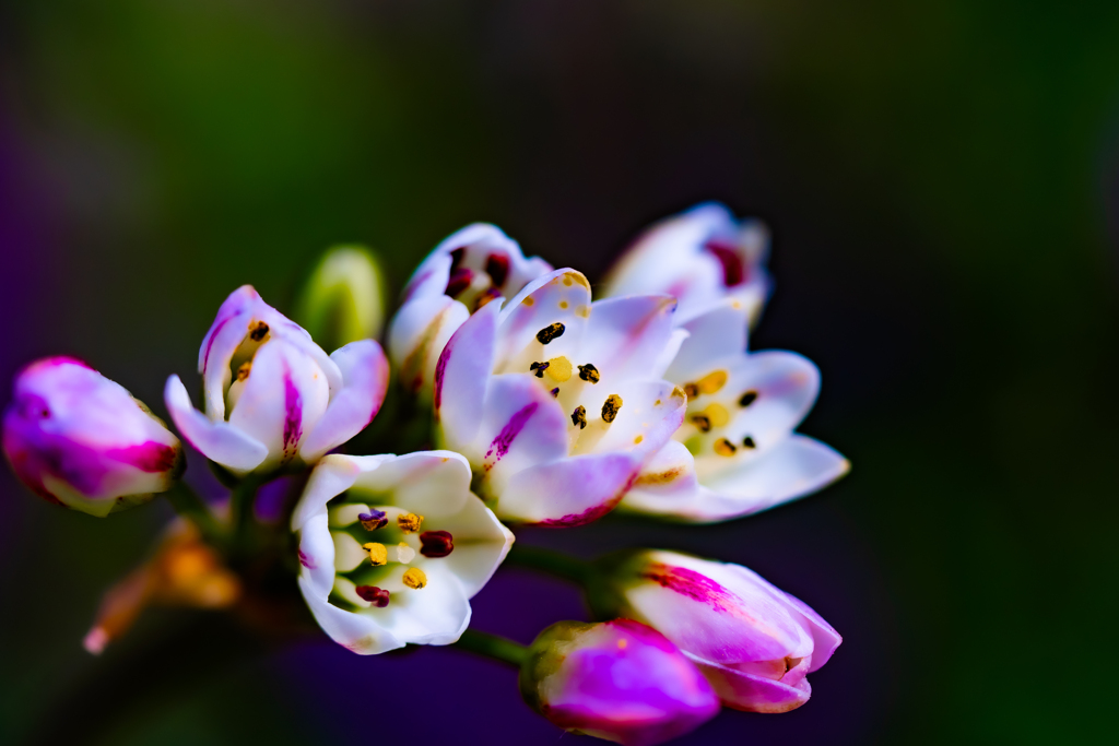 かわいらしい花