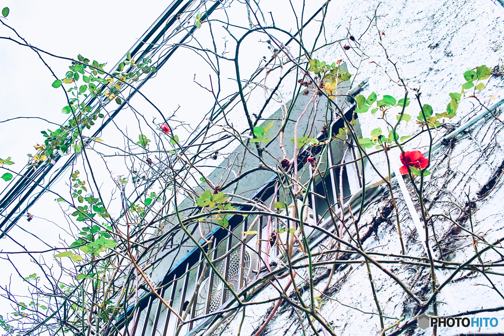 育ち過ぎた薔薇