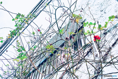 育ち過ぎた薔薇
