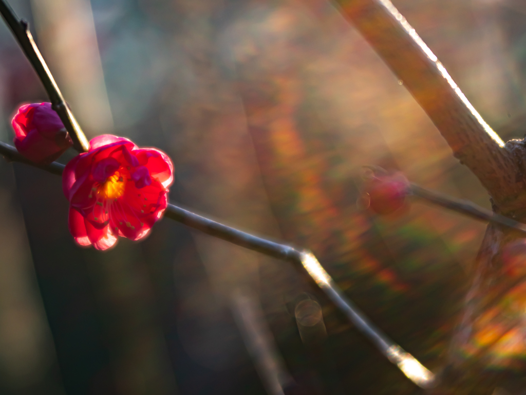 紅梅